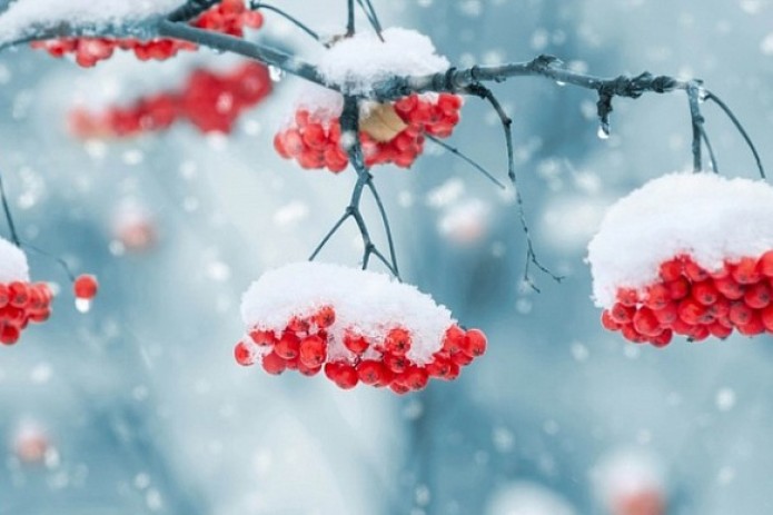 Будет ли снег? Синоптики детально рассказали о погоде на Новый год |  UzReport.news