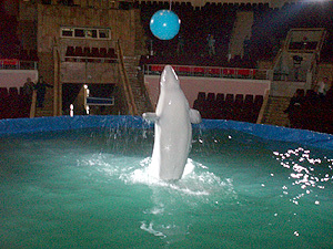 Шоу дельфинов в Ташкенте