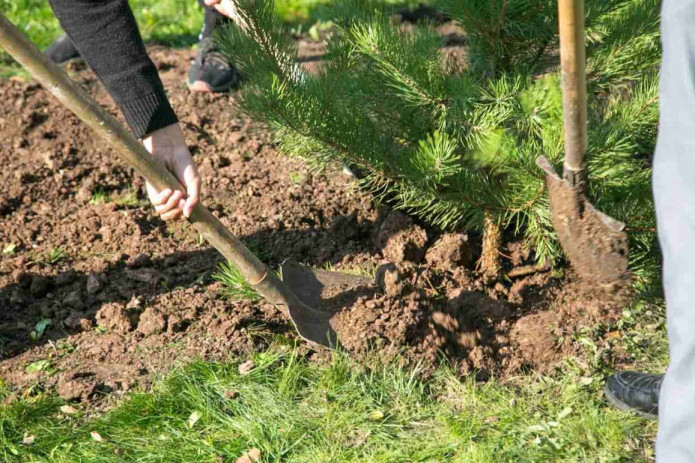 Bahorda ekilgan ko‘chatlarning 27,5 milliontasi qurib qoldi