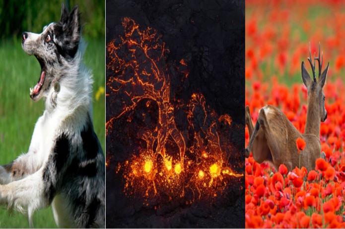 Krasnoyarskdagi "Uchar it" tanlovi, Reykyanes yarim orolida vulqon otilishi, Brandenburg ko‘knori dalasidagi kiyik. Kun suratlari