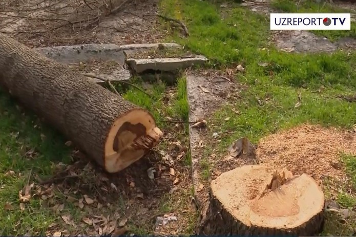 Вандалы саботируют мораторий: в Ташкенте срубили 81 дерево (Видео)