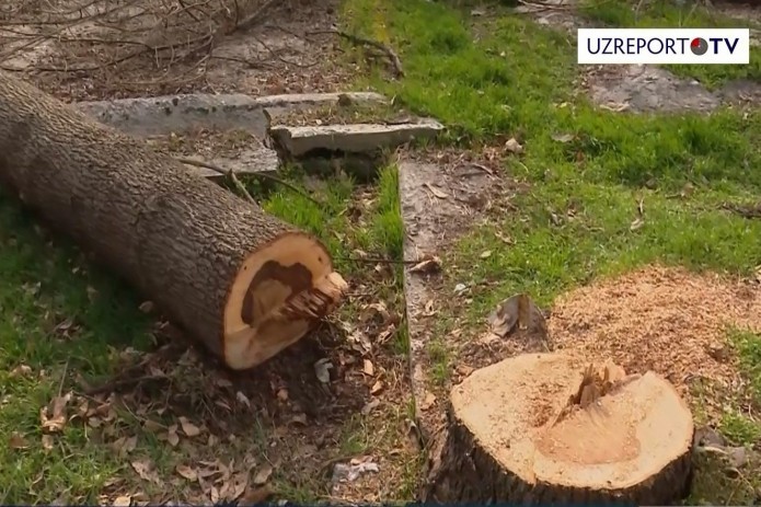 Вандалы саботируют мораторий: в Ташкенте срубили 81 дерево (Видео)