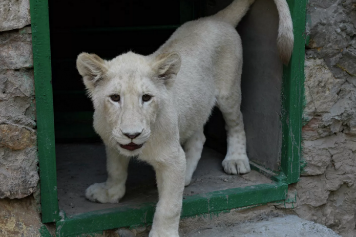 Гости из Африки: в Ташкентском зоопарке поселились два львенка редкого окраса