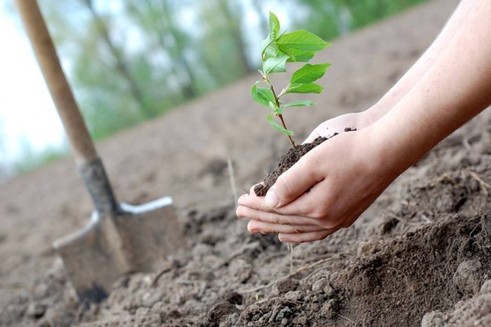 Clean city eco-campaign to kick off in Tashkent in November