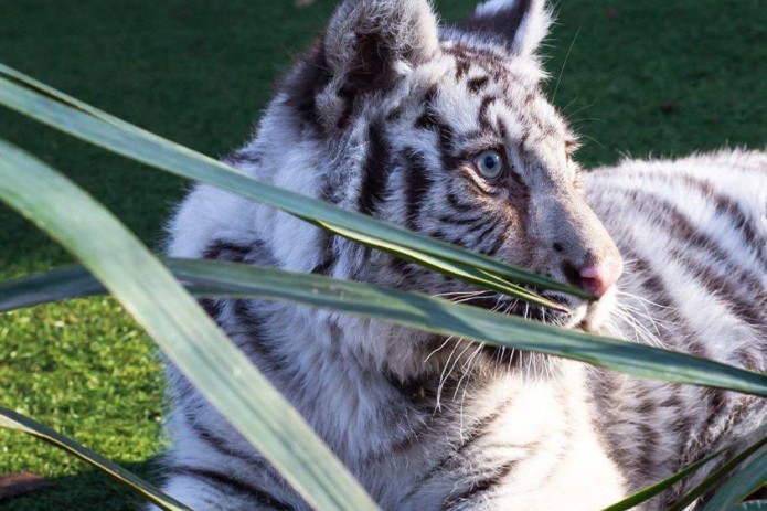 В Ташкентском зоопарке поселился бенгальский тигр по кличке «Фуфуня»