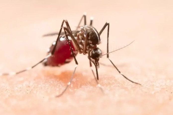 Sanepidqo‘mita: Chikungunya bezgagi O‘zbekistonda tarqalmaydi