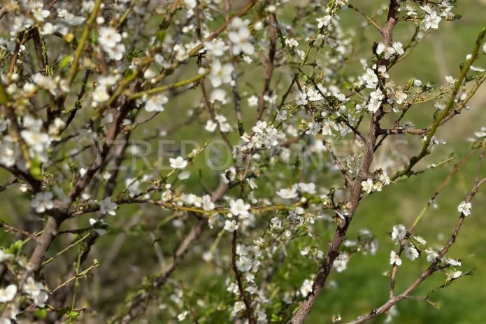 Hayit bayrami kunlarida harorat ko‘tarilishi kutilmoqda