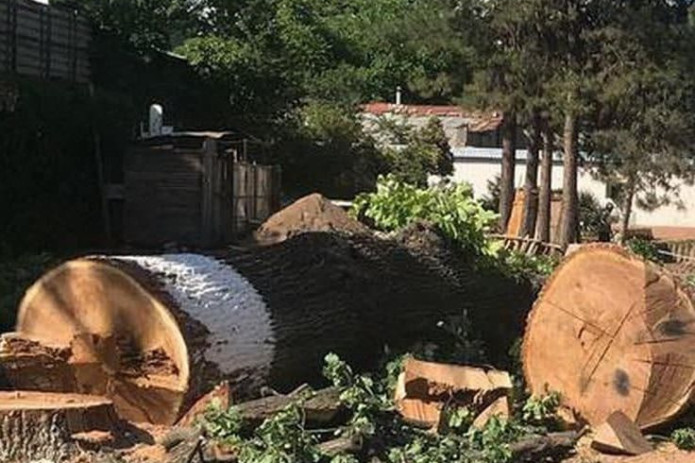 Daraxtzorlarning noqonuniy kesilishi kosmik monitoring orqali aniqlanadi
