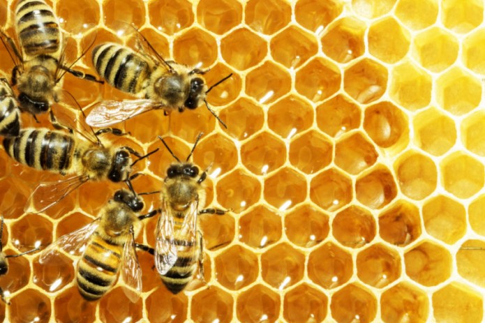 Будущее пчеловодства: пчёлы гибриды