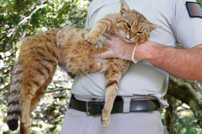 11 видов животных, которые были открыты в 2019 году