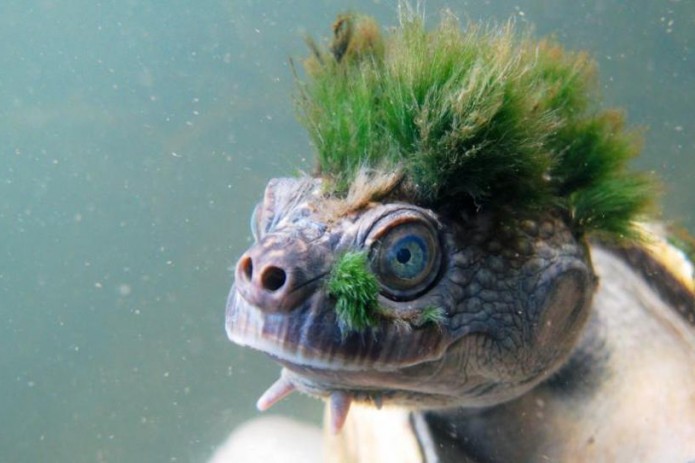 "Черепаха-панк" оказалась на грани вымирания