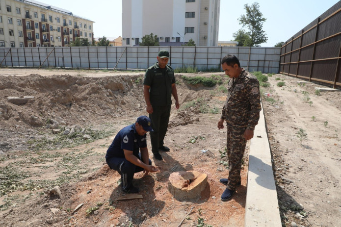 Termizda 217 tup daraxt noqonuniy kesilishi bo‘yicha sud hukmi o‘qildi