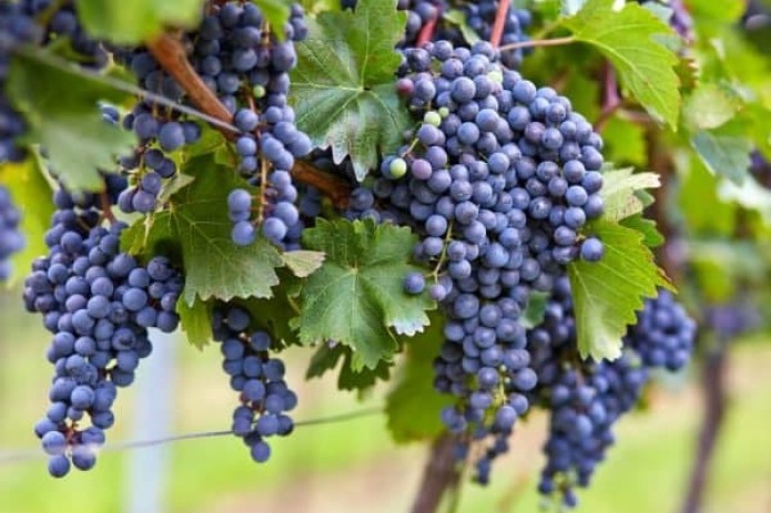Узбекистан выделит около 70 млрд. сумов на развитие виноградарства