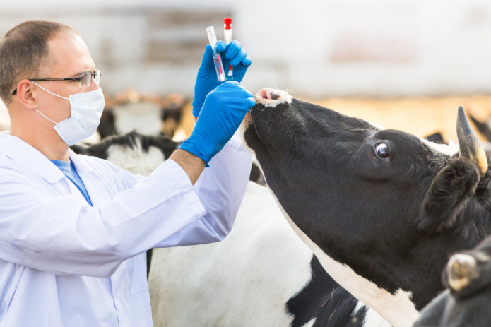 O'zbekiston Daniya bilan veterinariya va chorvachilik sohasidagi hamkorlikni rivojlantiradi