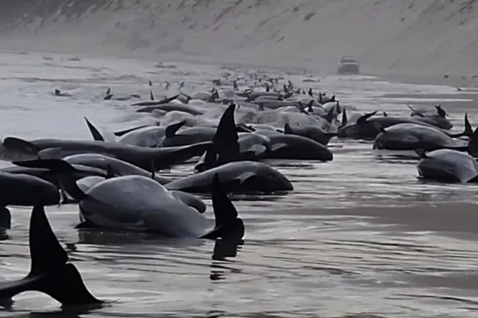 В Австралии более 200 китов выбросились на берег