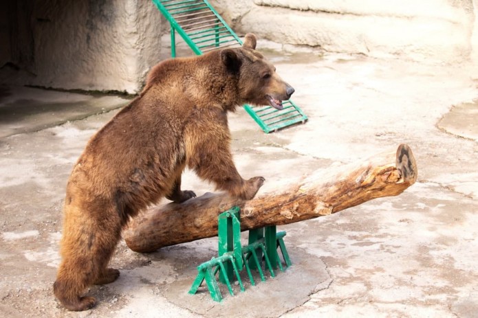 В столичном зоопарке женщина сбросила свою дочь в вольер к медведю
