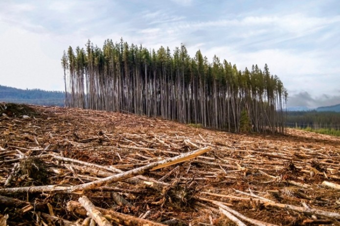 Более 100 мировых лидеров договорились прекратить вырубку лесов к 2030 году