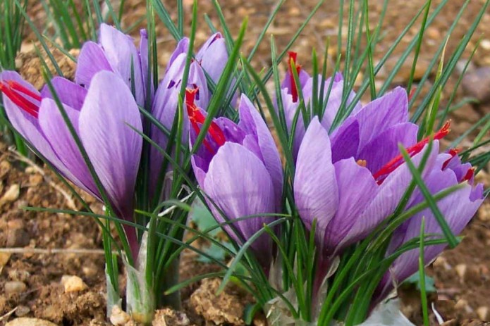 Порно анасы қызына көмектесті