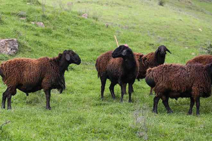 Mo‘g‘ulistondan O‘zbekistonga 100 ming bosh mayda shoxli mollar olib kelinadi