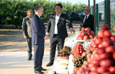 Prezident Parkent tumanidagi intensiv bog‘da sarxil mevalar hosilini ko‘zdan kechirdi