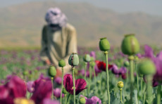 BMT: Afg‘onistonda ko‘knori yetishtirish 2026-yilda 325% ga oshdi