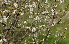 Hayit bayrami kunlarida harorat ko‘tarilishi kutilmoqda