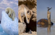 Ninachi bilan o'ynayotgan toshbaqa, sichqonchani kuzatayotgan tulki bolasi, erigan muz ustida uxlayotgan oq ayiq. 2023-yilning eng yaxshi yovvoyi tabiat fotosuratlari