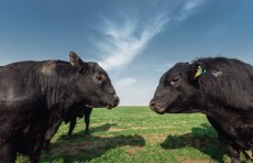 Jizzax viloyatida chorvachilik qanday rivojlanmoqda — Jizzax Organis klasterining press-turi