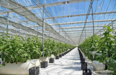 Qishloq xo‘jaligi vaziriga issiqxona xo‘jaliklarini rivojlantirishda mavjud muammolar yuzasidan senator so‘rovi yuborildi