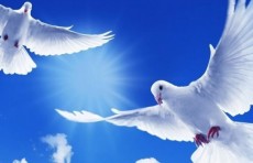 Bugun Xalqaro tinchlik kuni