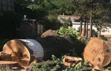 Daraxtzorlarning noqonuniy kesilishi kosmik monitoring orqali aniqlanadi
