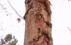 Toshkent markazida zararlangan 73 ta daraxt kesiladi