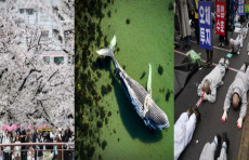Tokiodagi gullagan sakura daraxtlari, Daniya qirg‘oqlaridagi suv ostida harakatlanayotgan kit, Seulda buddist rohiblarining norozilik namoyishi. Kun suratlari