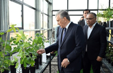 Prezident Shavkat Mirziyoyev Sharof Rashidov tumanidagi “Agromarkaz” qishloq xoʻjaligi korxonalari majmuasida boʻldi