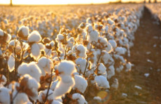 Qishloq xo‘jaligi subyektlariga paxta xomashyosi uchun subsidiya ajratiladi