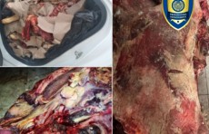 Qashqadaryodan Toshkentga yarim tonna, Samarqanddan esa 165 kg iste’molga yaroqsiz go‘shtlarni olib kirayotganlar ushlandi