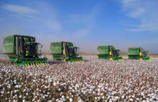 Paxta yetishtirishda intensiv agrotexnologiyalar keng joriy etiladi