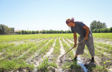 Usta dehqonlarga 75 mln so‘mgacha subsidiya beriladi