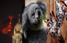 Italiyadagi Etna vulqonining otilishi, Germaniya hayvonat bog'idagi koala, Xitoyning Xonjie ko‘lida oqqushlar. Haftar suratlari
