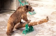 В столичном зоопарке женщина сбросила свою дочь в вольер к медведю