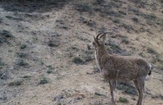 "Hisor" davlat qo‘riqxonasida Sibir tog‘ echkisi kamera obyektiviga muhrlandi